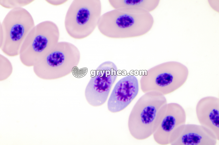 Hémogrégarines (Haemogregarina sp.) - Sang de batracien x400 - gryphea.org